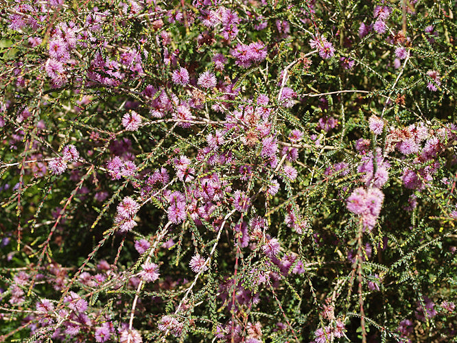 MELALEUCA GIBBOSA