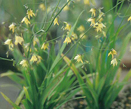 MELASPHAERULEA RAMOSA