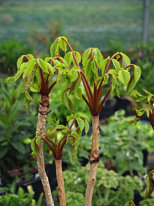 MELIOSMA VEITCHIORUM