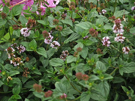 MENTHA x PIPERITA 'LIME'