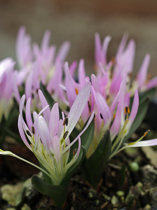 MERENDERA SOBOLIFERA clone 2