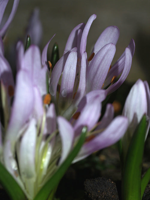 MERENDERA SOBOLIFERA clone 1