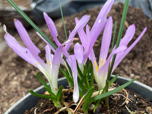 MERENDERA MONTANA 'NORMAN BARRETT'