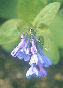 MERTENSIA PULMONARIOIDES