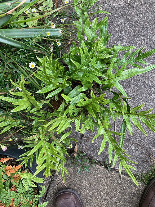 MICROSORUM PUSTULATUM