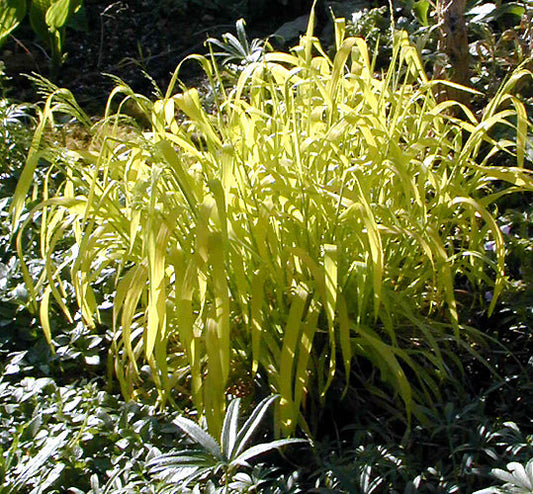 MILIUM EFFUSUM 'AUREUM'