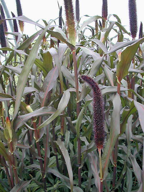 MILLET 'PURPLE MAJESTY'