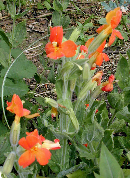 MIMULUS CARDINALIS NNS 95-344
