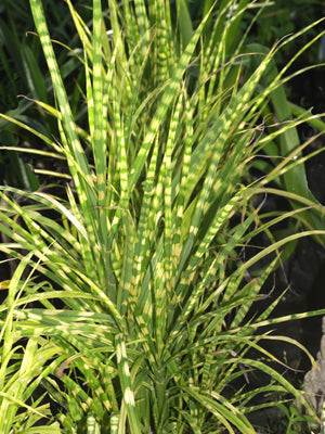 MISCANTHUS SINENSIS 'GOLD BAR'