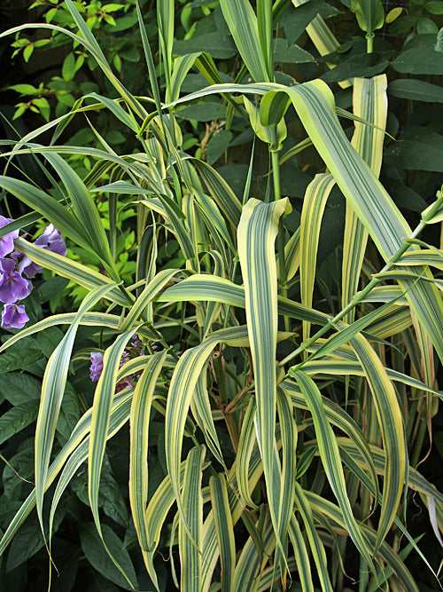 MISCANTHUS x GIGANTEUS 'GILT EDGE'