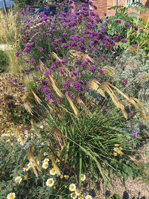 MISCANTHUS NEPALENSIS CC 3619