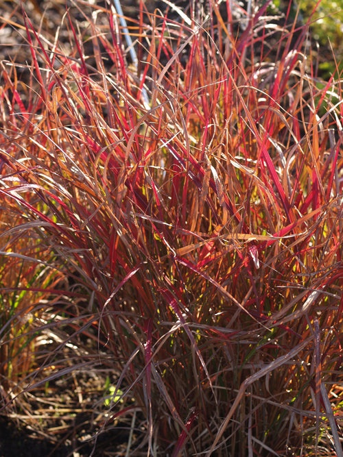 MISCANTHUS SINENSIS 'PURPLE FALL'