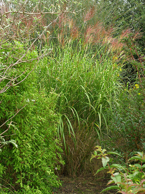 MISCANTHUS SINENSIS 'STRICTUS'