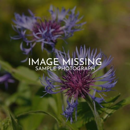 AGAPANTHUS 'NAVY BLUE' VARIEGATED