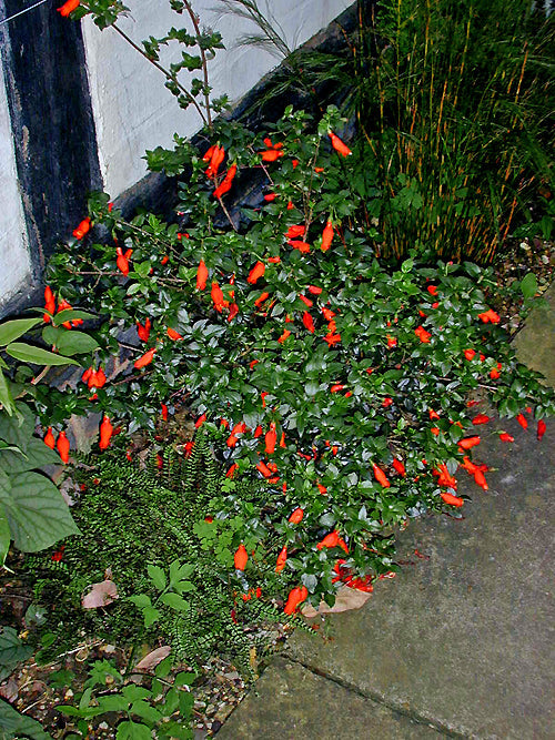 MITRARIA COCCINEA