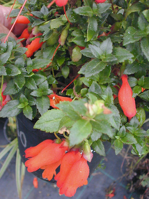 MITRARIA COCCINEA 'LAKE CABURGUA'