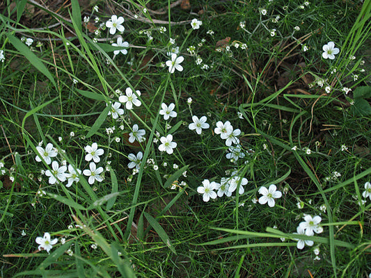MOEHRINGIA RCB AL-C-1