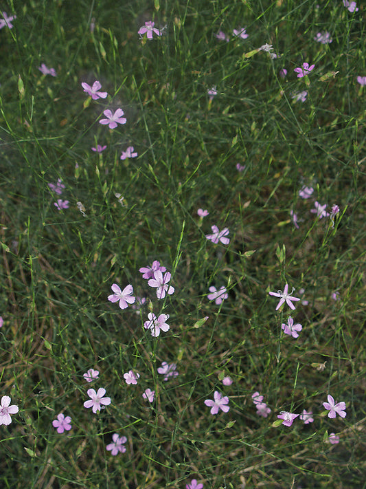 MOENCHIA MANTICA TQ 63