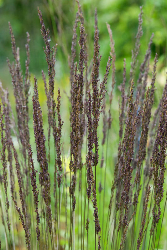 MOLINIA CAERULEA subsp.CAERULEA 'DARK DEFENDER'