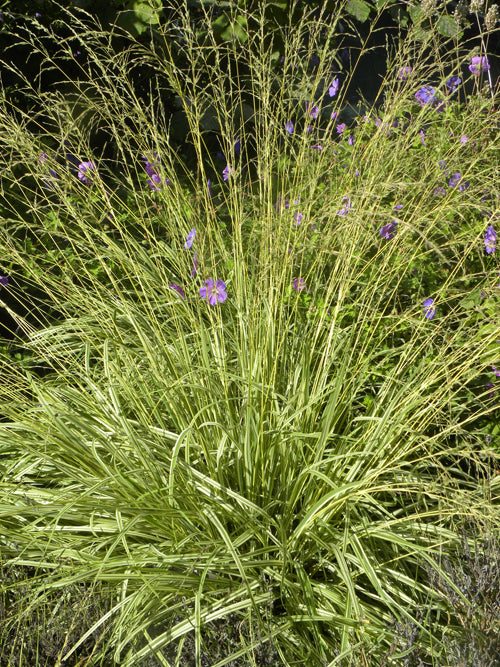 MOLINIA CAERULEA subsp.CAERULEA 'VARIEGATA'