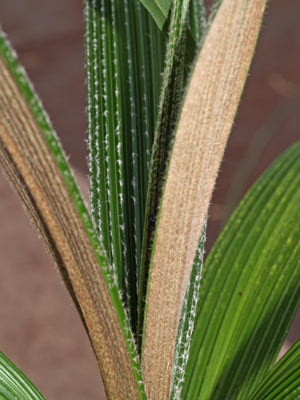 MOLINERIA CRASSIFOLIA BSWJ 2318