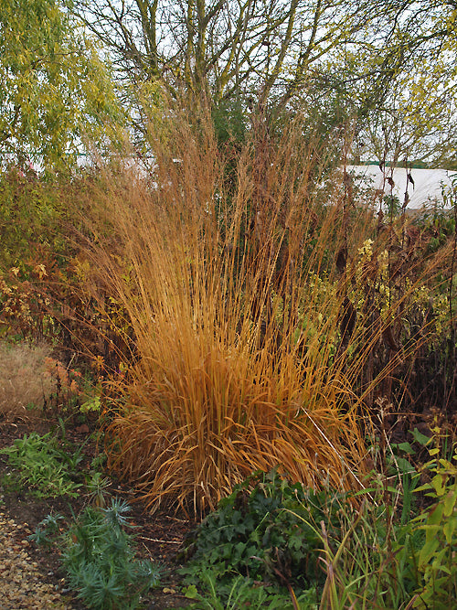 MOLINIA CAERULEA subsp.ARUNDINACEA