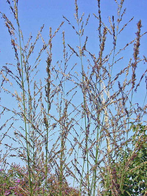 MOLINIA CAERULEA subsp.ARUNDINACEA 'SKYRACER'