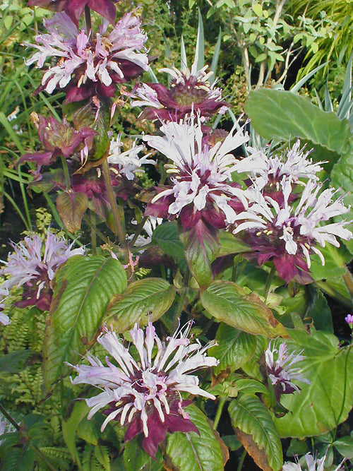 MONARDA 'OU CHARM'
