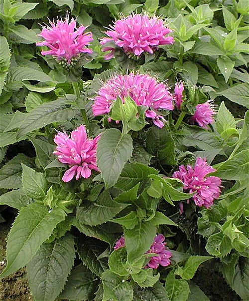 MONARDA 'PETITE DELIGHT'