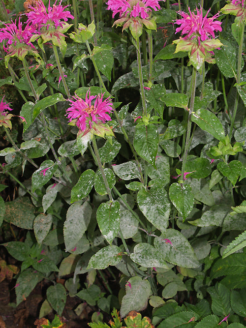 MONARDA 'VINTAGE WINE'