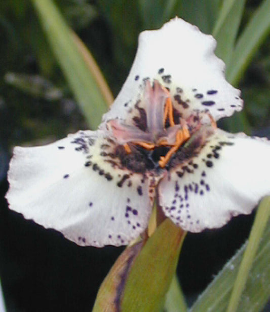 MORAEA ATROPUNCTATA