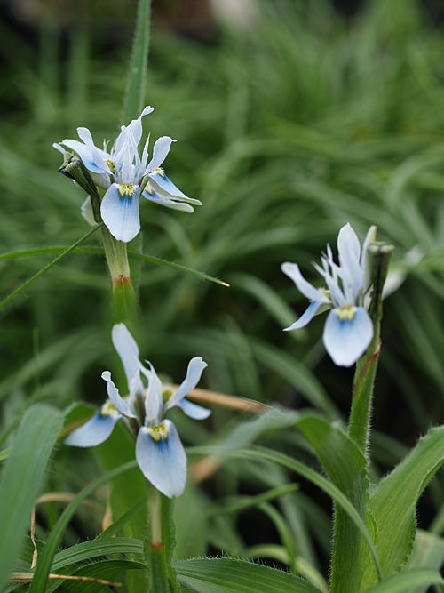 MORAEA CILIATA