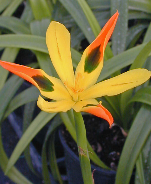 MORAEA ELEGANS