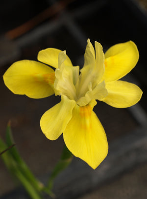 MORAEA FUGAX