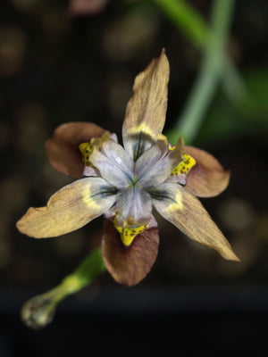 MORAEA GAWLERI