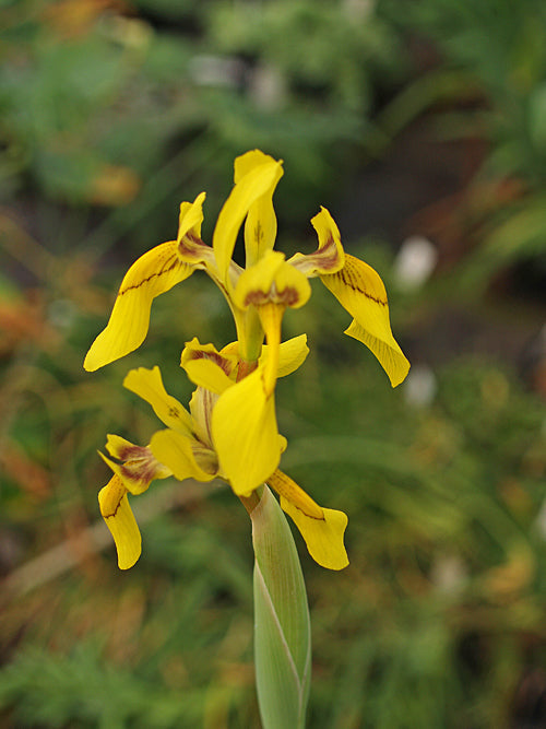 MORAEA HUTTONII
