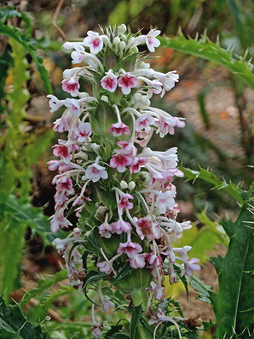 MORINA LONGIFOLIA