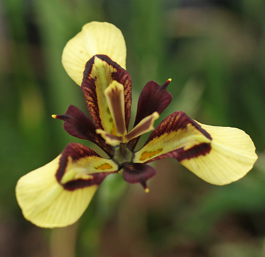 MORAEA LURIDA