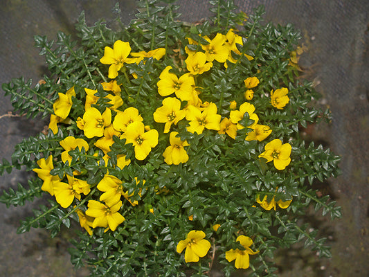 MORISIA MONANTHOS 'FRED HEMINGWAY'