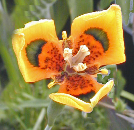 MORAEA TULBAGHENSIS