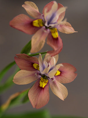 MORAEA VEGETA