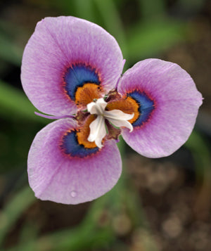 MORAEA VILLOSA