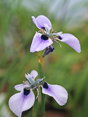 MORAEA LOUBSERI