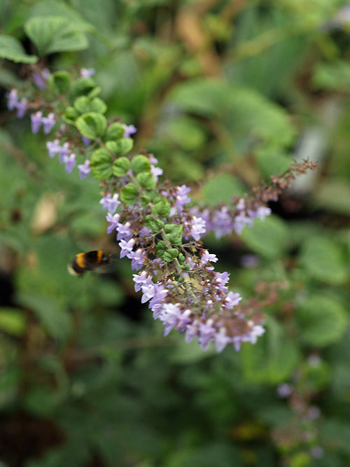 MOSLA DIANTHERA