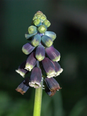 MUSCARI aff.TENUIFLORUM JCA 0.691.251