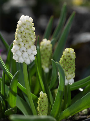 MUSCARI AUCHERI 'WHITE MAGIC'