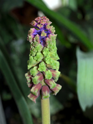 MUSCARI MASSAYANUM