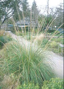 MUHLENBERGIA MACROURA