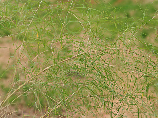 MUHLENBERGIA DUMOSA