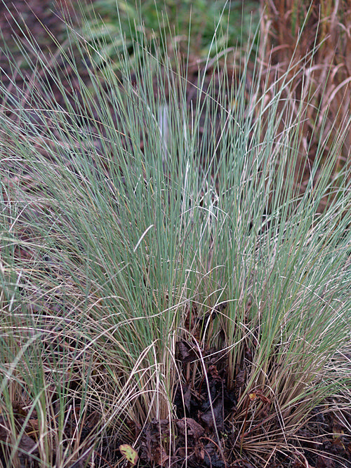 MUHLENBERGIA LINDHEIMERI
